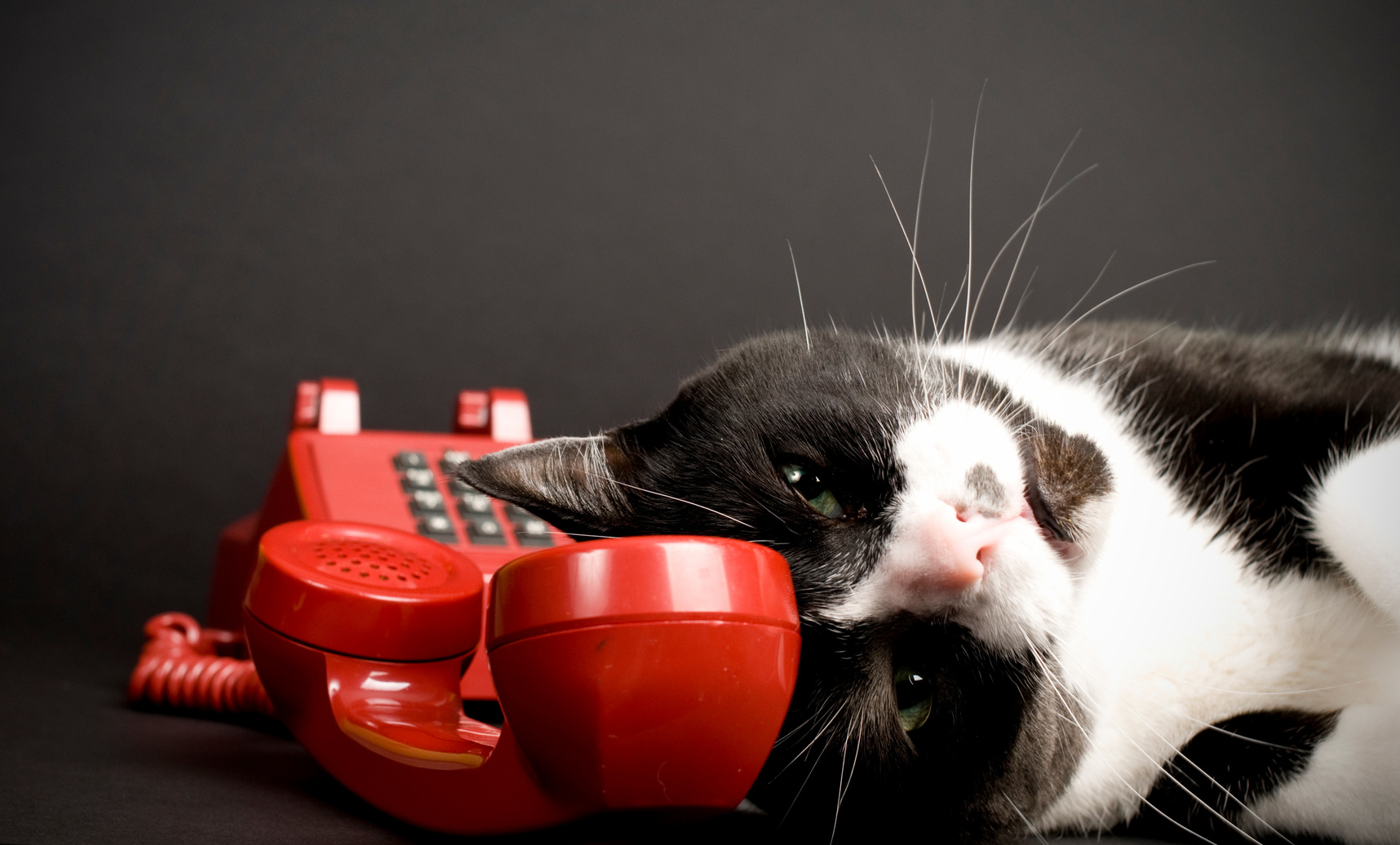 Red Phone, Happy Cat