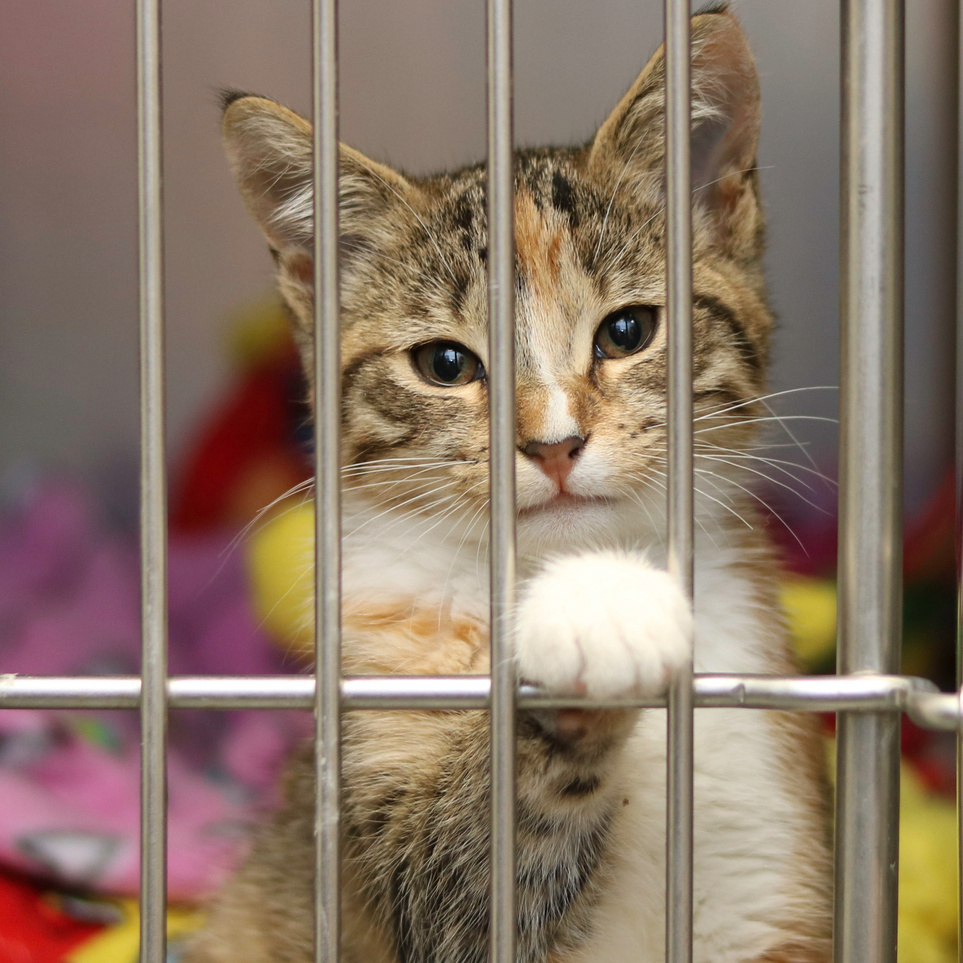 Calico kitten in an animal shelter